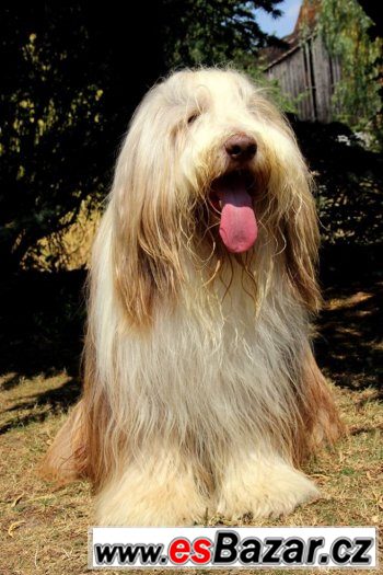 Bearded collie / kolie – fotografie 4