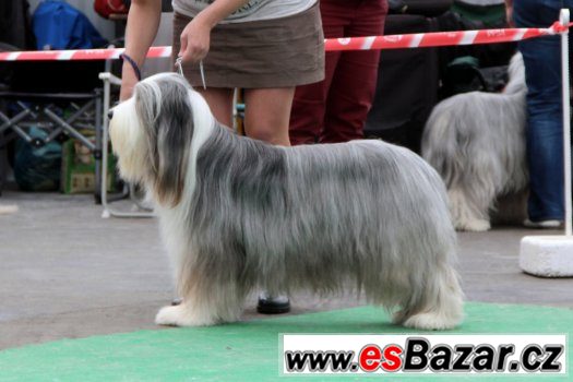 Bearded collie / kolie – fotografie 5