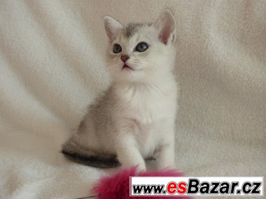Burmilla s PP koťátka – fotografie 1