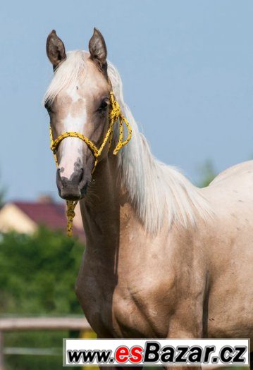 Appaloosa klisna – fotografie 2