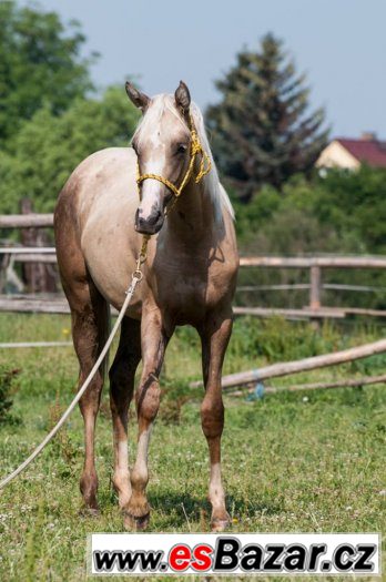 Appaloosa klisna – fotografie 3