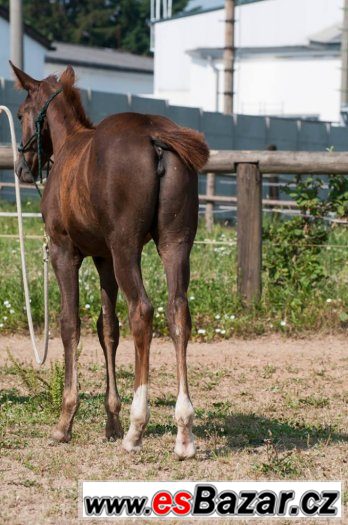 Appaloosa klisna odstavče – fotografie 2