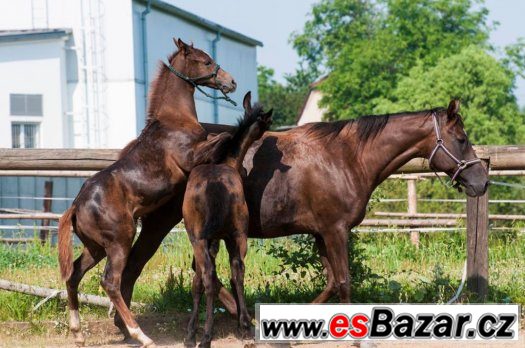 Appaloosa klisna odstavče – fotografie 3