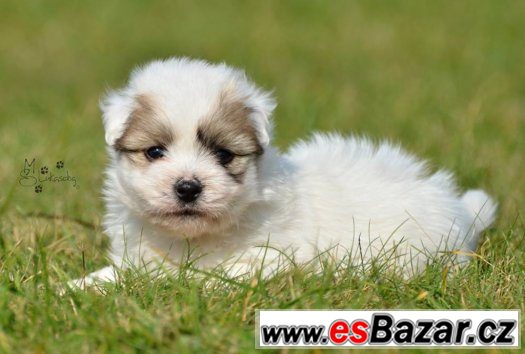 Štěňata Coton de Tuléar – fotografie 1