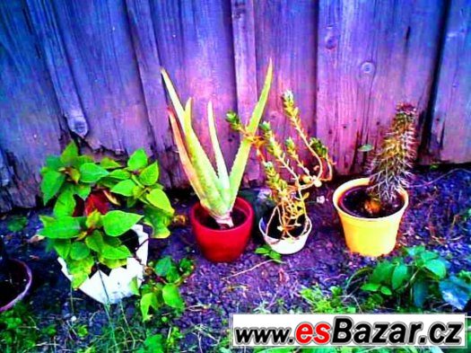 Pokojové rostliny: kaktus, Aloe Vera, Vánoční hvězda,dužnatá – fotografie 1