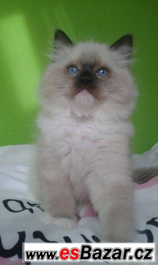 Ragdoll kotě s PP – fotografie 1
