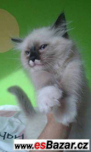 Ragdoll kotě s PP – fotografie 2