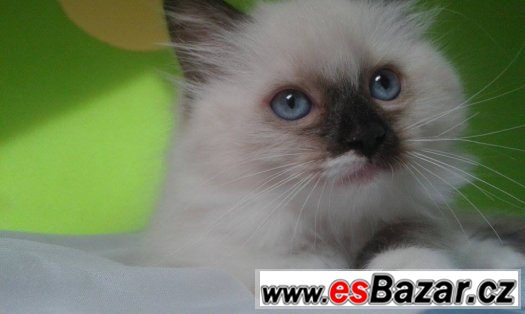 Ragdoll kotě s PP – fotografie 3