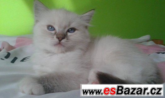 Ragdoll kotě s PP – fotografie 4
