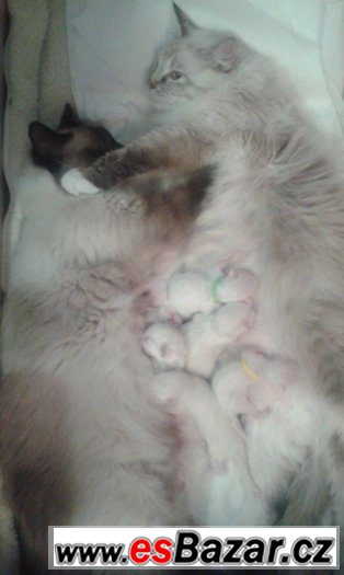 Ragdoll – fotografie 1