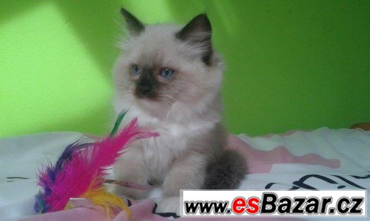 Ragdoll – fotografie 3