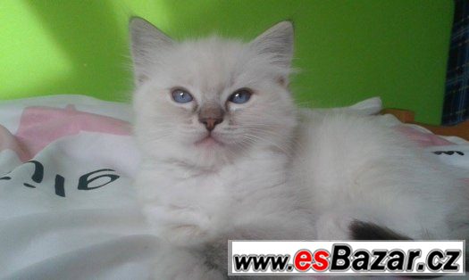 Ragdoll kotě s PP – fotografie 2