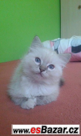Ragdoll kotě s PP – fotografie 4