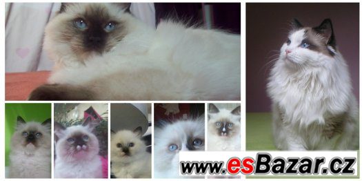 Ragdoll kotě – fotografie 1