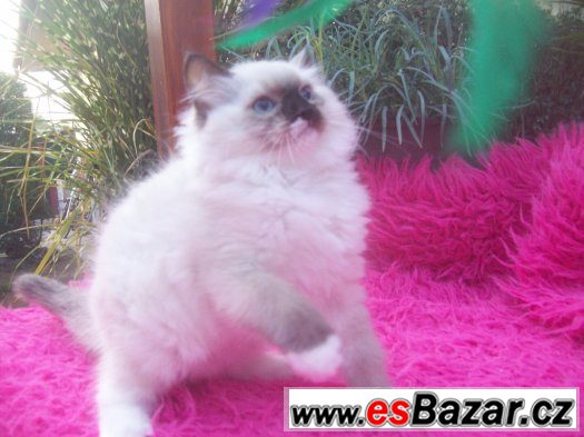 Ragdoll kotě – fotografie 2