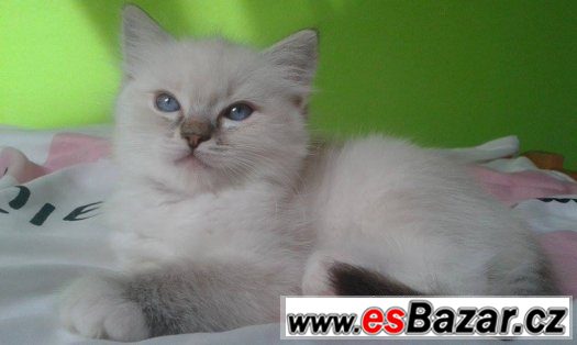 Ragdoll kotě – fotografie 3
