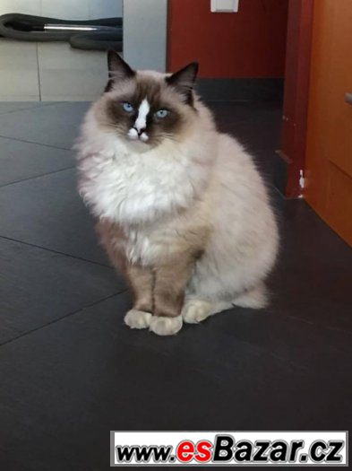 Ragdoll kotě – fotografie 5