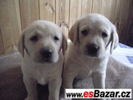 Prodam dvě štenata Labradorskeho retrivra. – fotografie 1