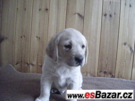 Prodam dvě štenata Labradorskeho retrivra. – fotografie 2