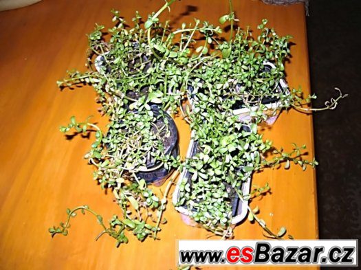 Brahmi-Bacopa Monnieri – fotografie 1