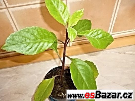 Gynura procumbens:Rostliny – fotografie 1