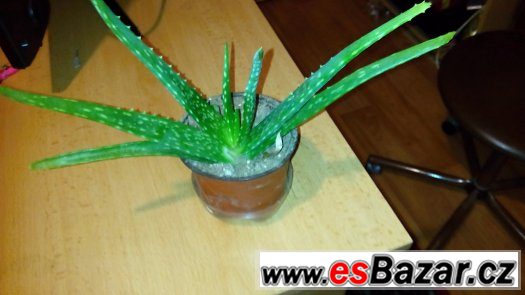 Aloe Vera – fotografie 1