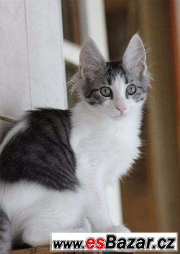 Turecka Angora -  stribriti kocourci s PP – fotografie 3