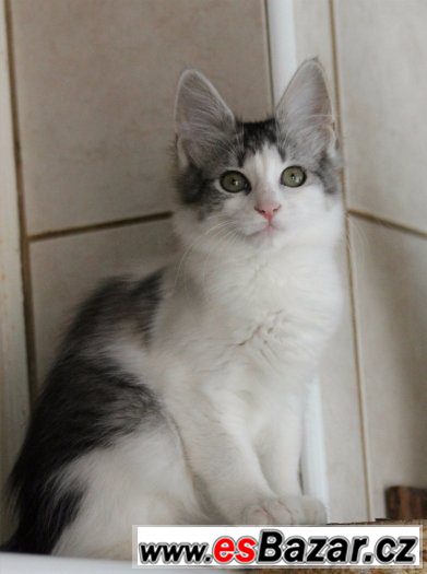 Turecka Angora -  stribriti kocourci s PP – fotografie 4