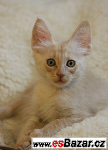 Turecka Angora - kotatka s PP – fotografie 1