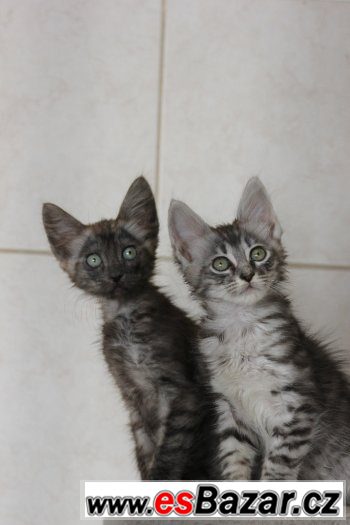Turecka Angora - kotatka s PP – fotografie 2