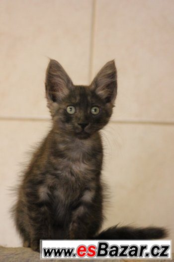 Turecka Angora - kotatka s PP – fotografie 5
