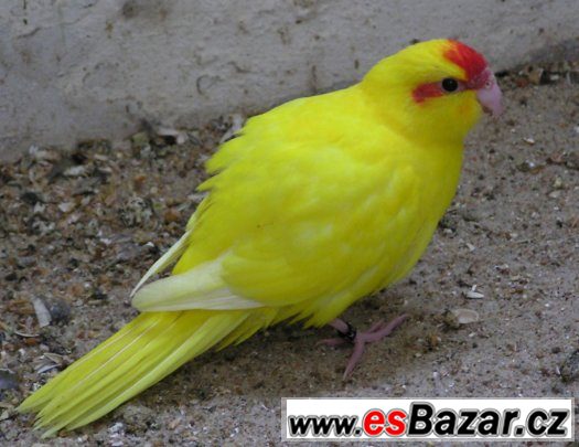 Kakariki – fotografie 1