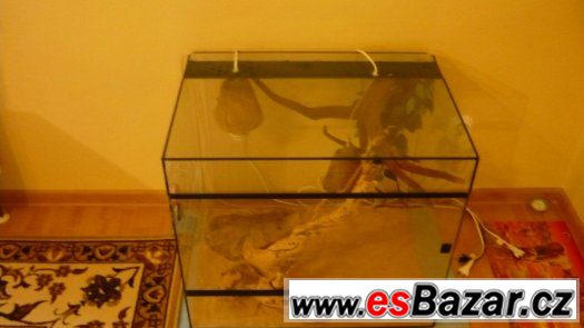 Terárium kompletně zařízené – fotografie 4