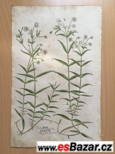 r. 1543, originál  list ze světově prvního herbáře,,Fuchs,, – fotografie 1