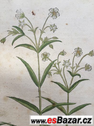 r. 1543, originál  list ze světově prvního herbáře,,Fuchs,, – fotografie 3