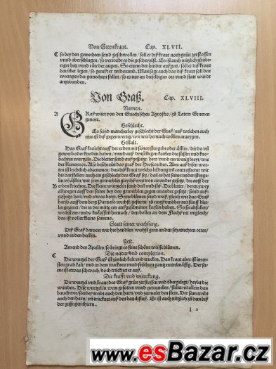 r. 1543, originál  list ze světově prvního herbáře,,Fuchs,, – fotografie 4