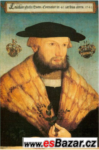r. 1543, originál  list ze světově prvního herbáře,,Fuchs,, – fotografie 5