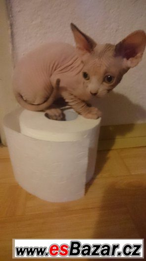 Sphynx kanadský – fotografie 1