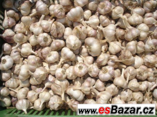 Česnek z Polabí – fotografie 1