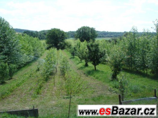 Vlašské ořechy – fotografie 3