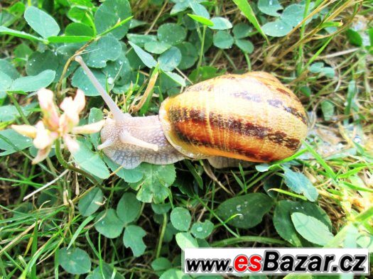 šnek  Helix Aspersa Maxima ihned k prodeji – fotografie 4