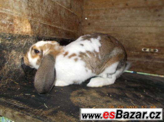Chovní králíci - samci strakáč/beran,8 měs. – fotografie 2