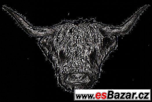 Skotský náhorní skot - Highland cattle prodej – fotografie 1