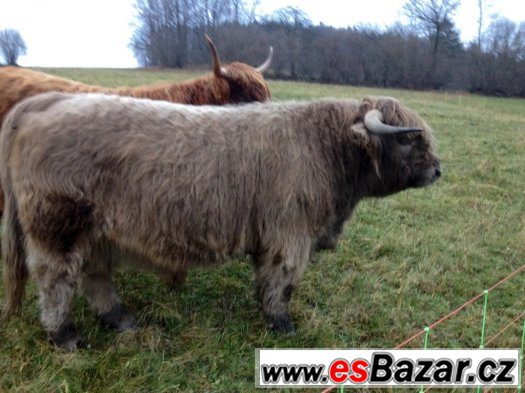 Skotský náhorní skot - Highland cattle prodej – fotografie 2