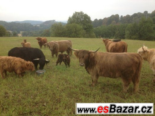 Skotský náhorní skot - Highland cattle prodej – fotografie 3