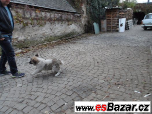 Kavkazský ovčák – fotografie 4
