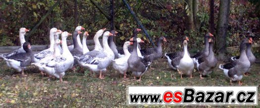 Husy z vlastního chovu – fotografie 2
