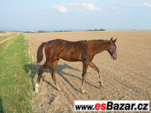 Hřebeček ČT nejlépe do všestrannosti – fotografie 3