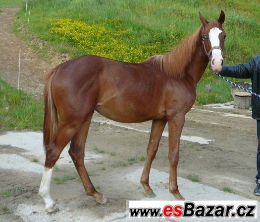 Klisnička ČT vysoko v krvi – fotografie 1