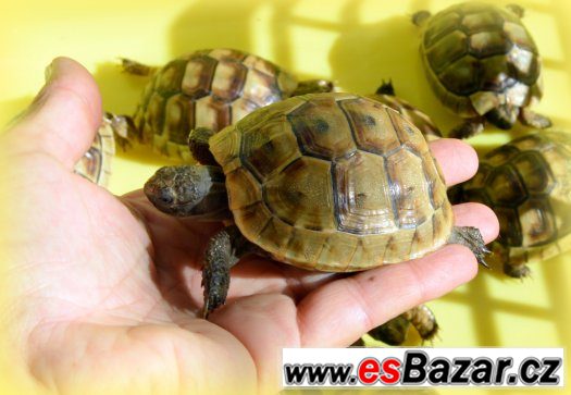 Želva vroubená, žlutohnědá- roční želvičky – fotografie 2